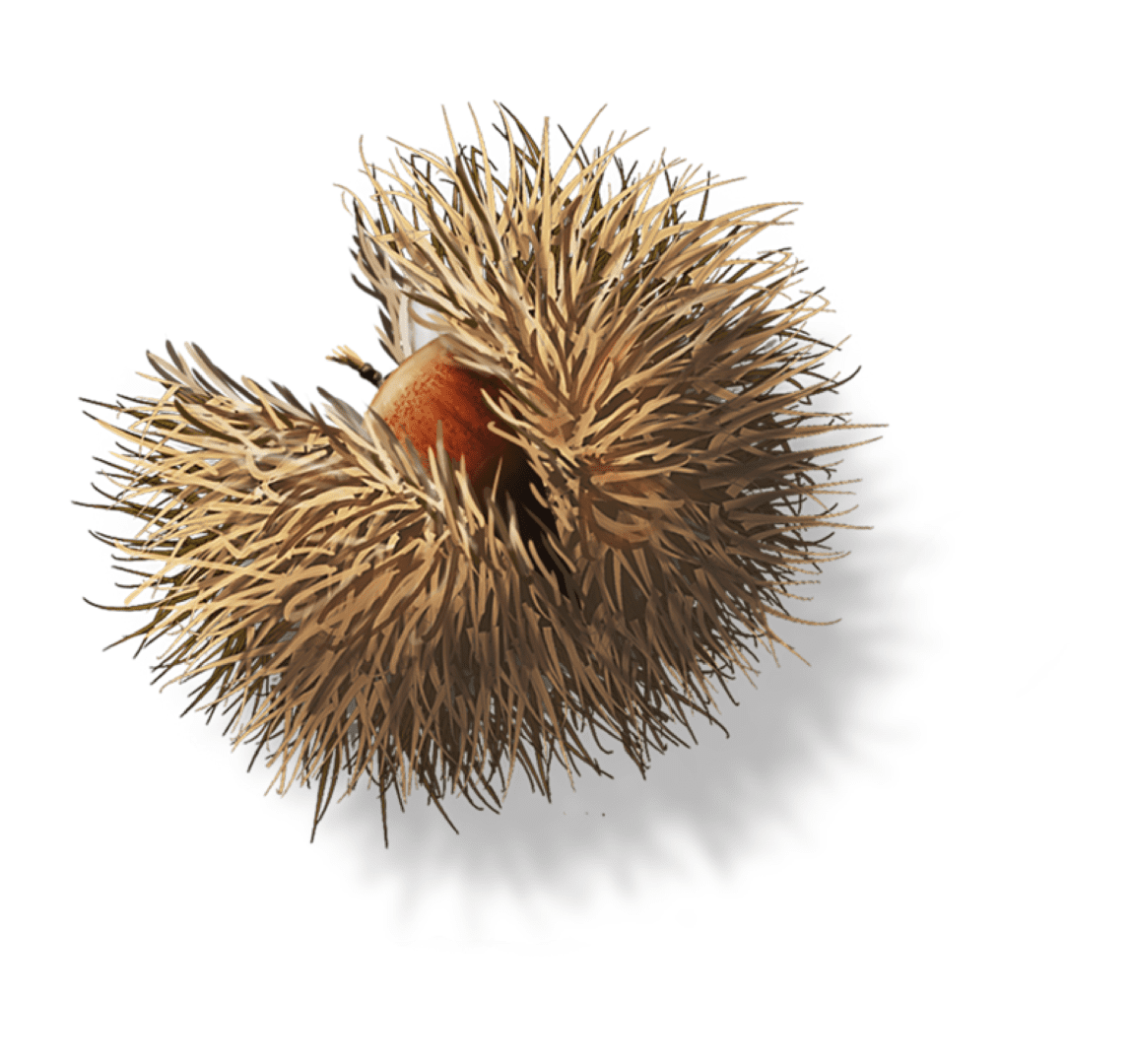 A dried seed pod with spiky outer texture and a small opening.