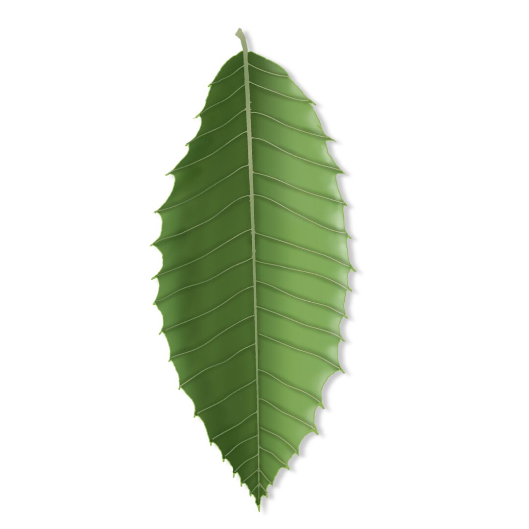 Single green leaf with serrated edges on white background.