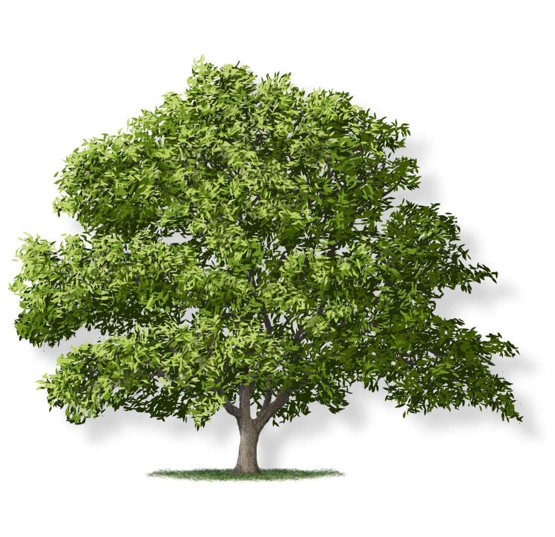 A lush green tree with a full canopy against a white background.