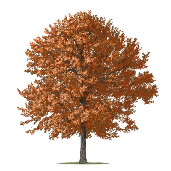 Chestnut Oak - Image 2