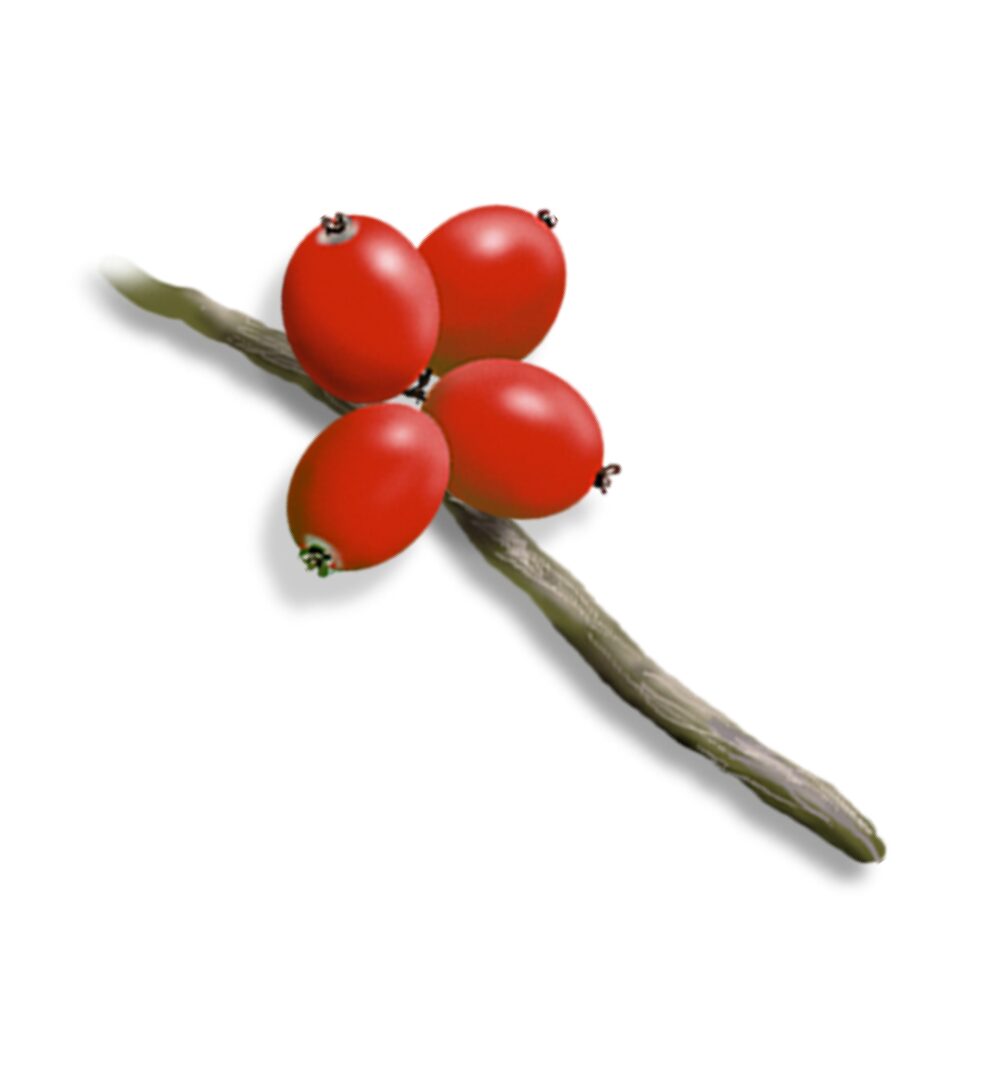 A twig with four bright red berries.