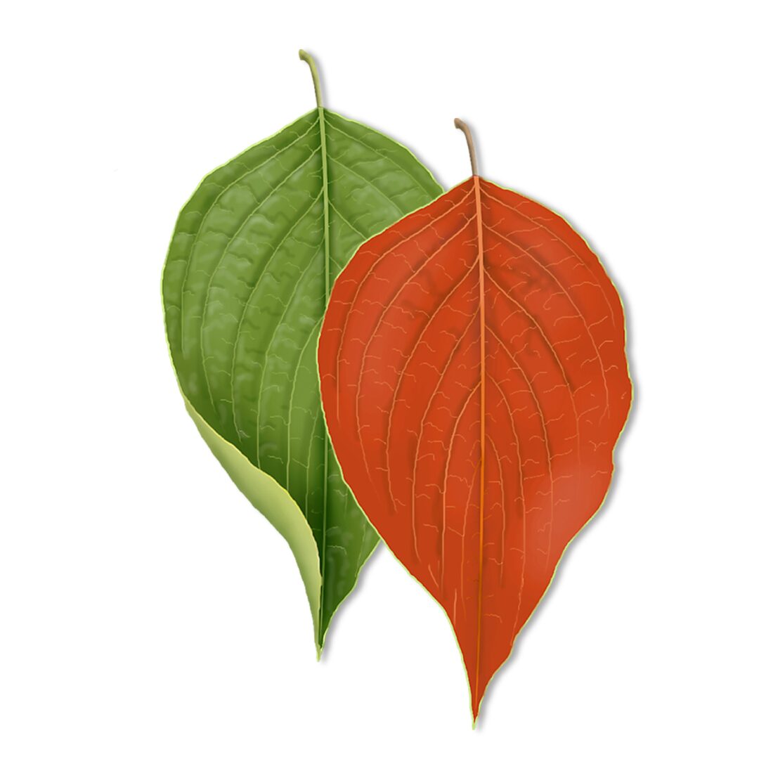 Two leaves, one green and one orange, overlapping.