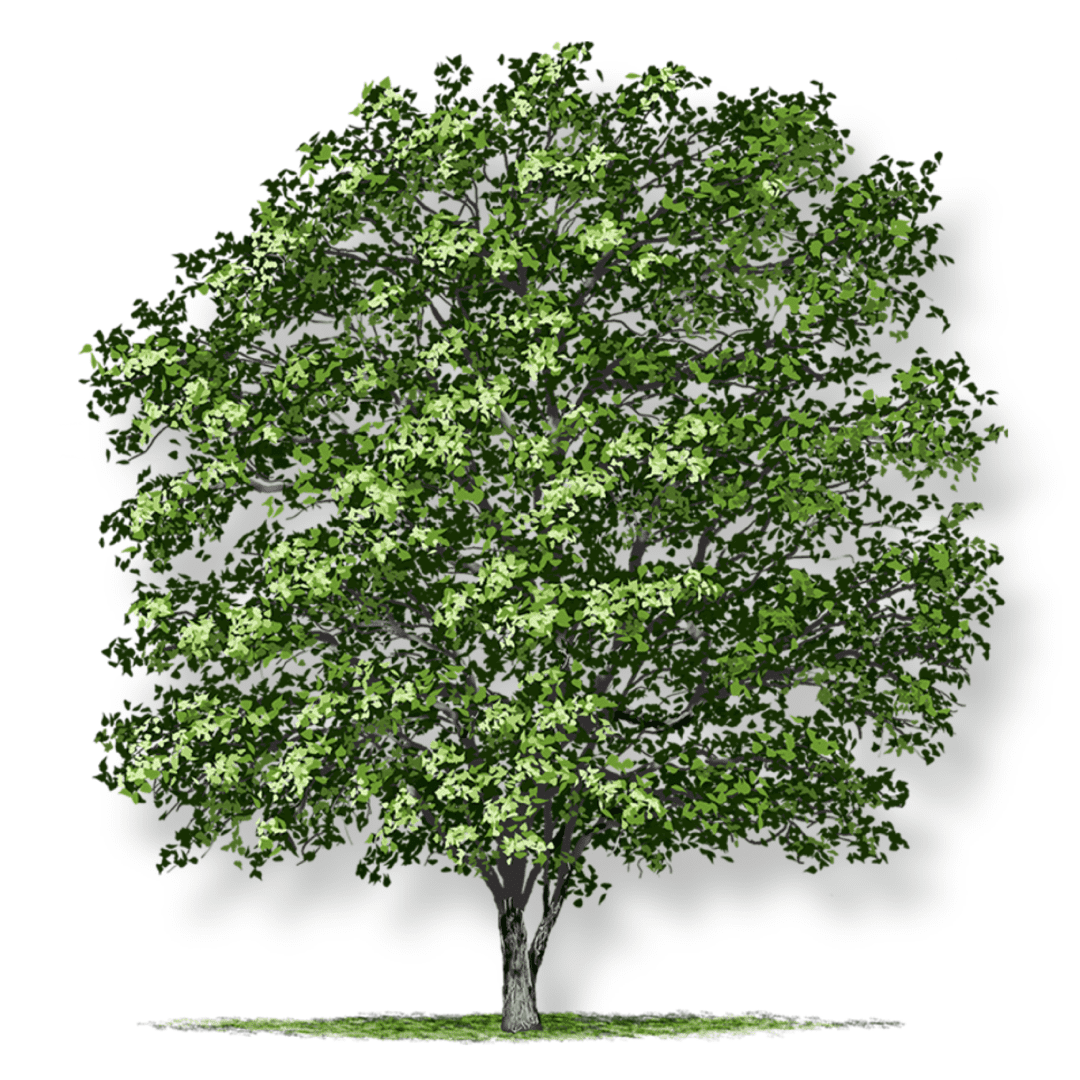 A lush green tree with dense foliage and a sturdy trunk.