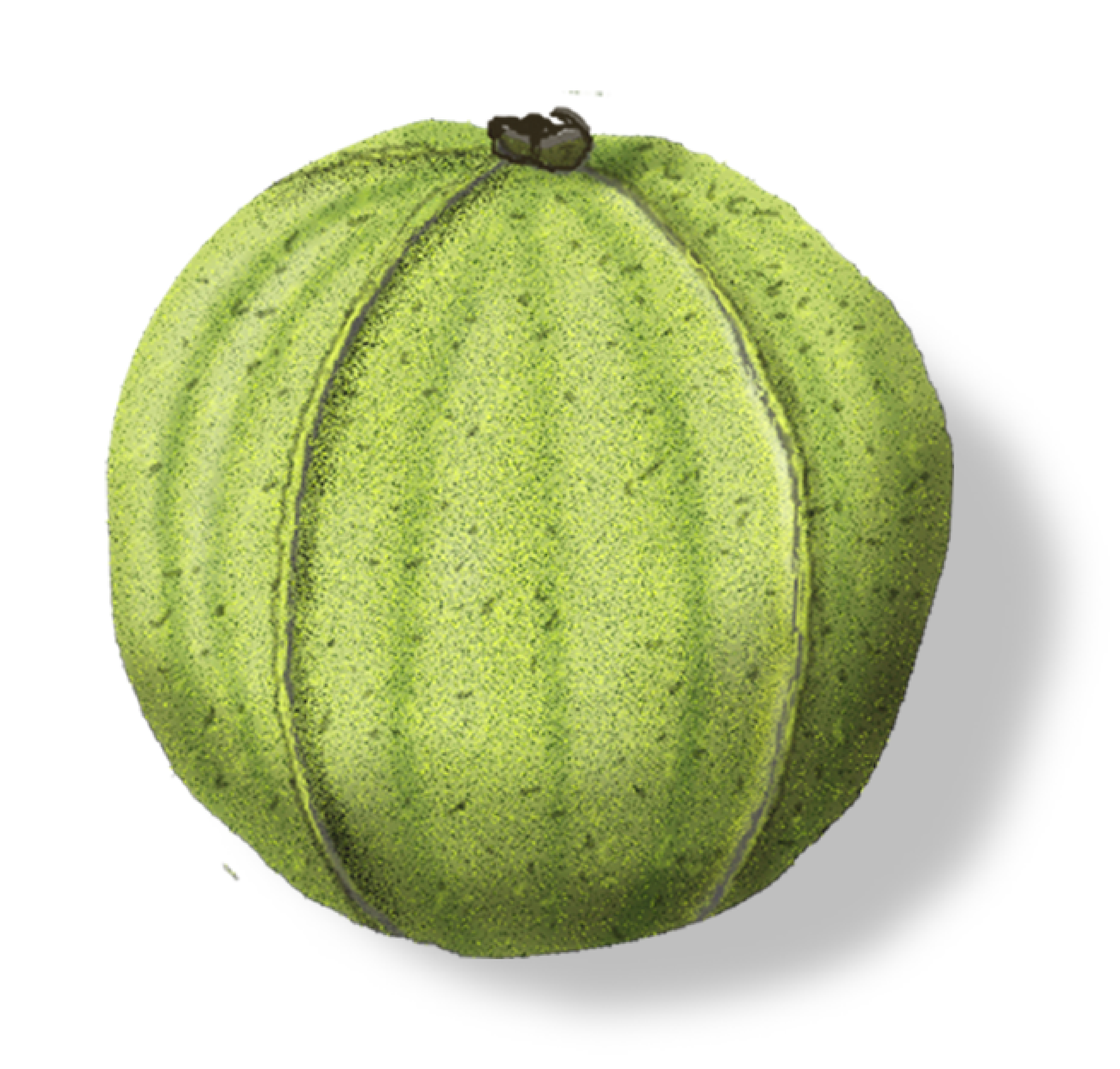A green, ribbed fruit with a small black stem on top.