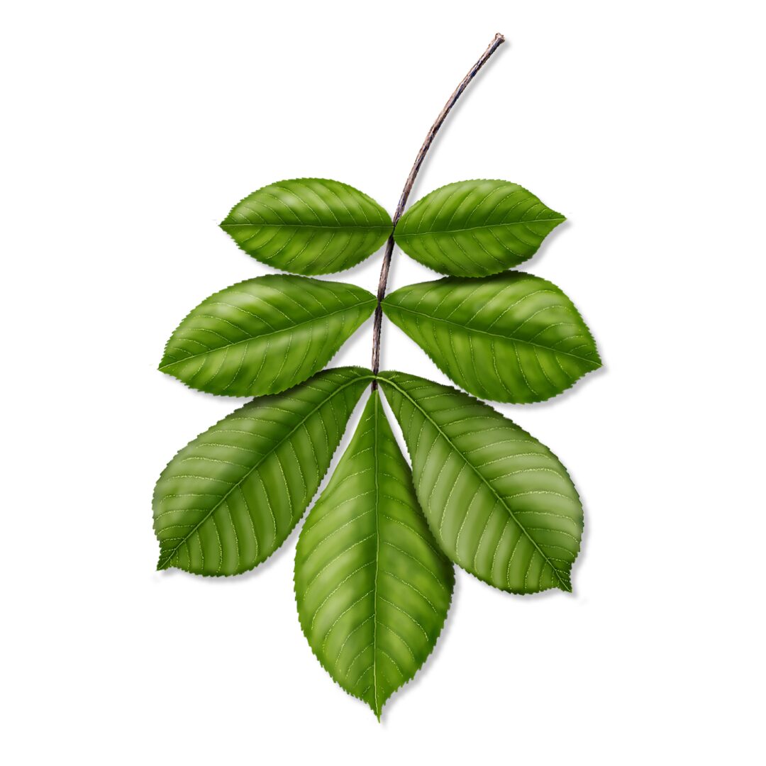 A green compound leaf with seven leaflets on a single stem.