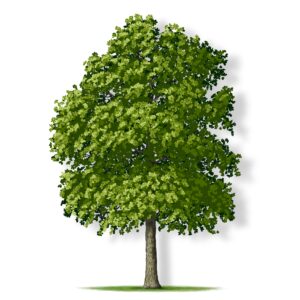 A lush green tree with a full canopy and a sturdy trunk.