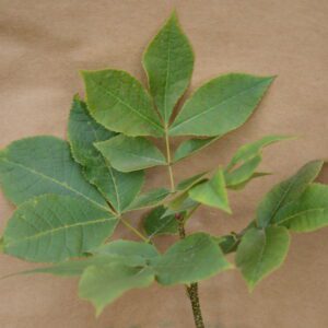 Green compound leaves with multiple leaflets on a brown background.