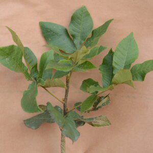 A small branch with green leaves on a brown surface.
