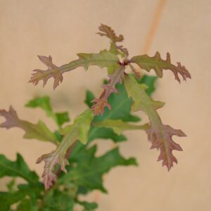 Close-up of a delicate plant with green and brown lobed leaves against a plain background.