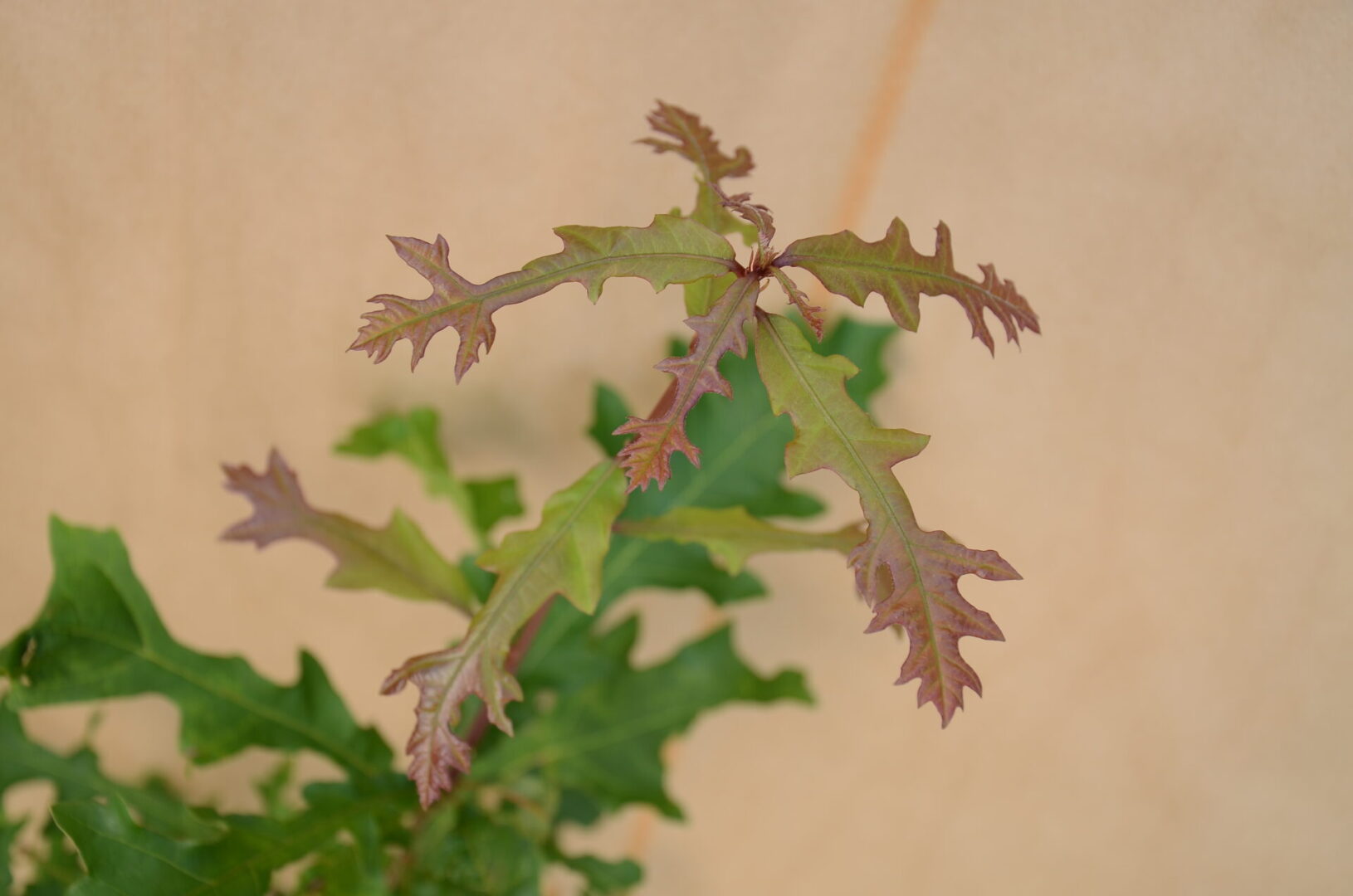 Close-up of a delicate plant with green and brown lobed leaves against a plain background.