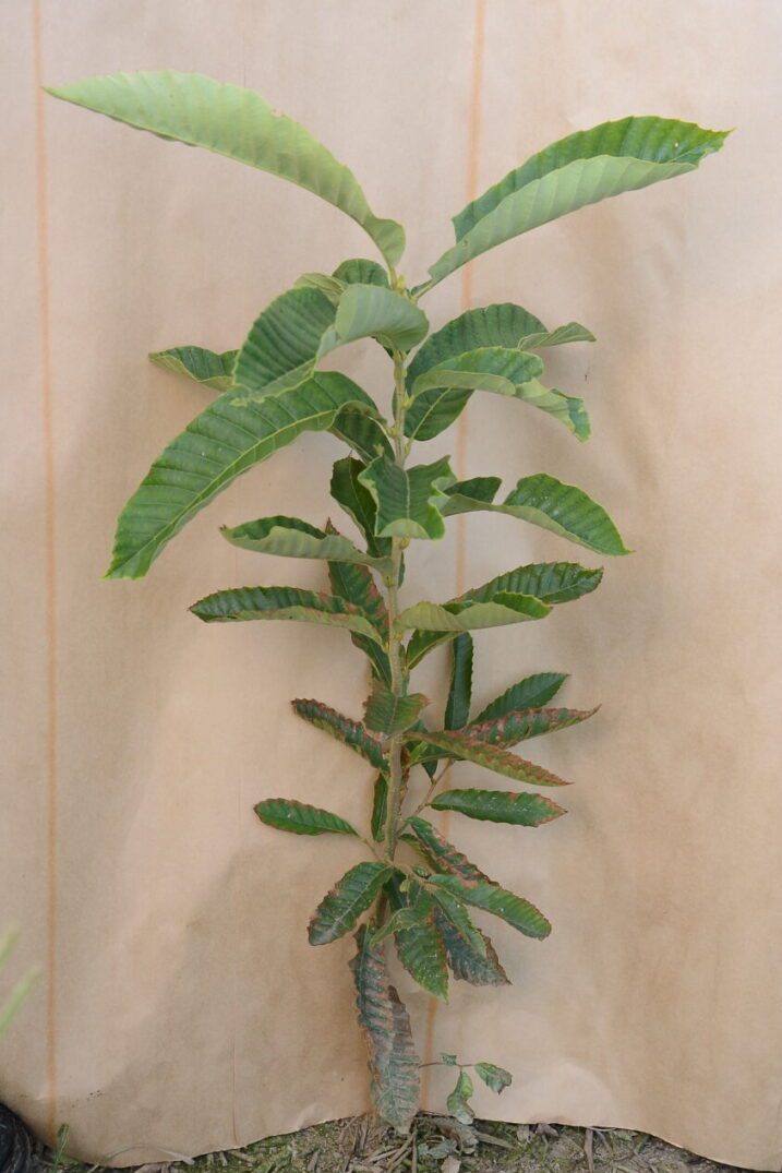 A tall green plant with broad leaves against a beige background.