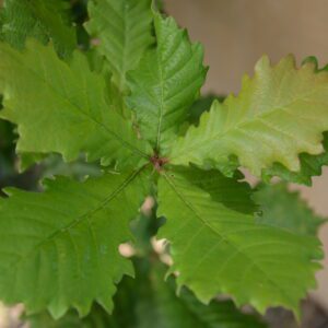 Close-up of a green oak leaf with detailed serrated edges.