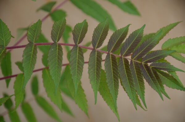 Staghorn Sumac