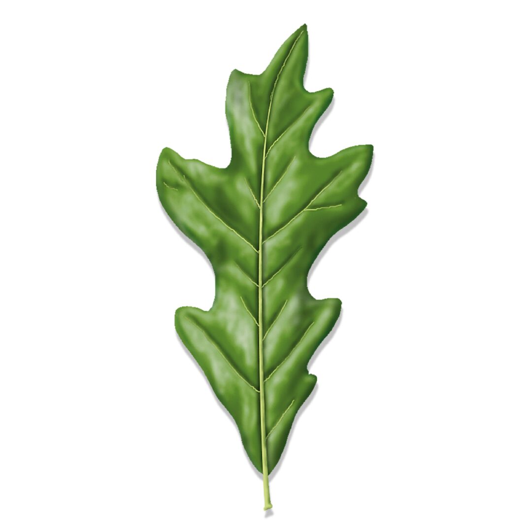 A single green oak leaf with a lobed shape.