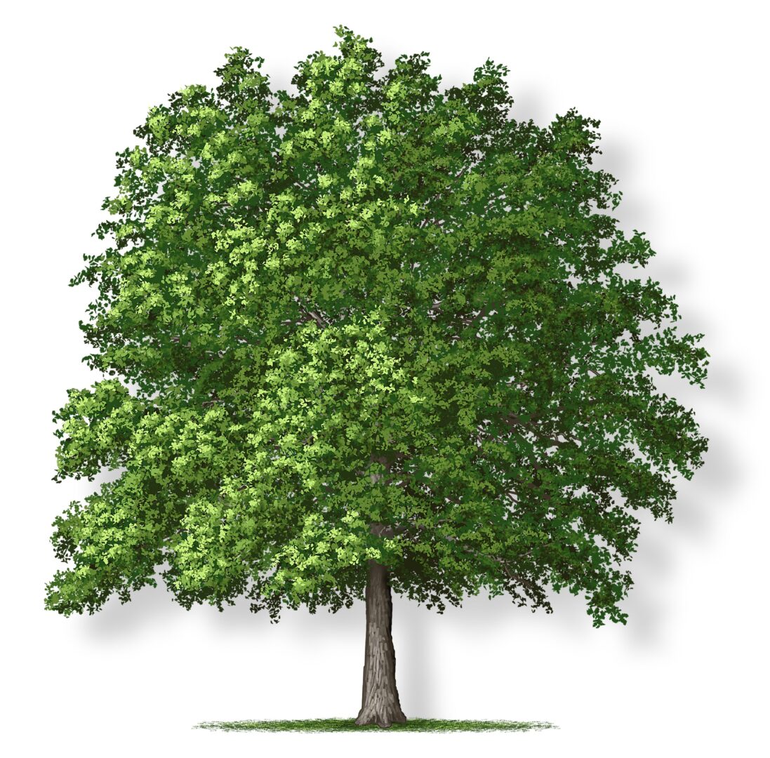 A tall, lush green tree with dense foliage and a sturdy trunk.