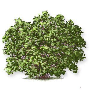 A dense green bush with small leaves.