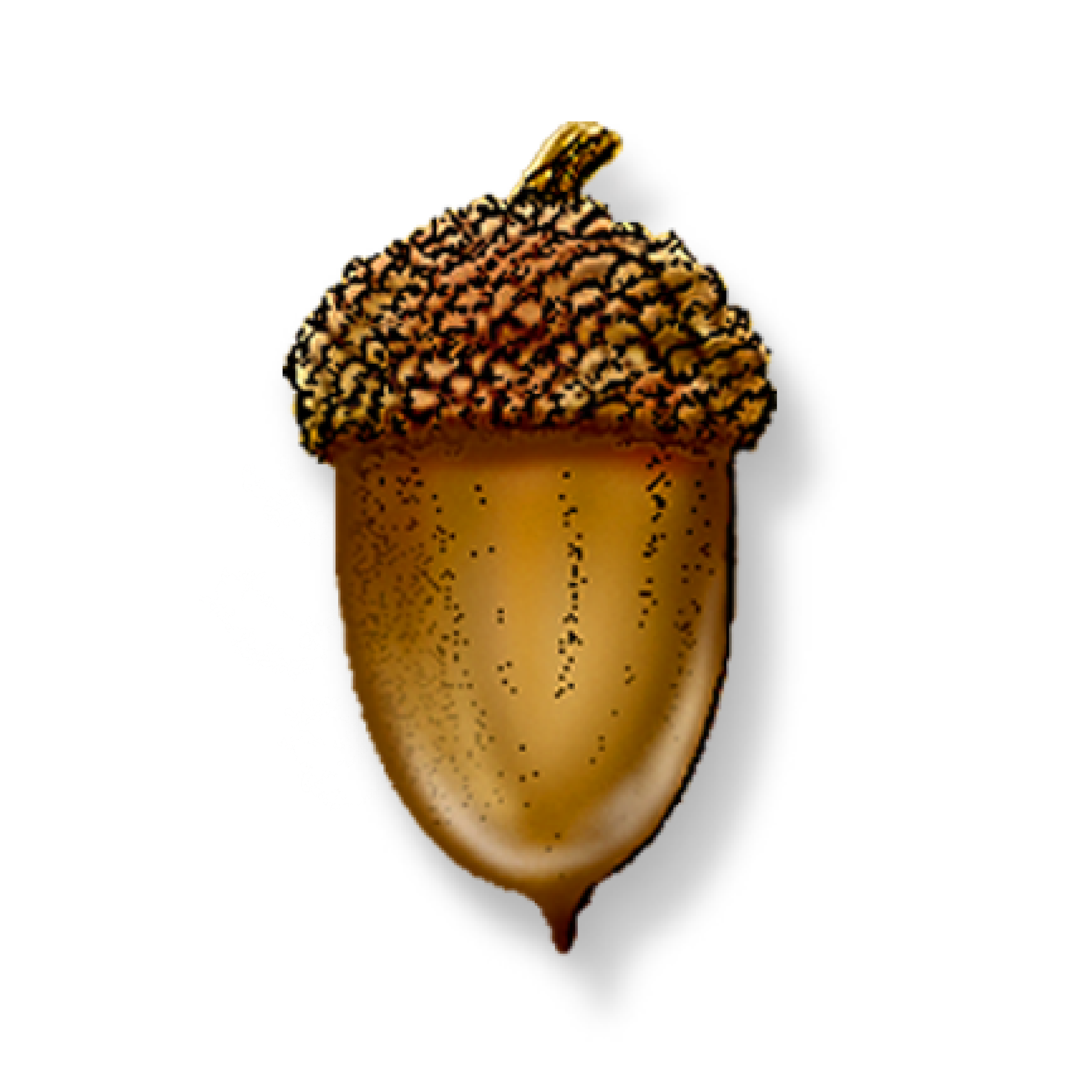 A detailed illustration of a single acorn with a textured cap.