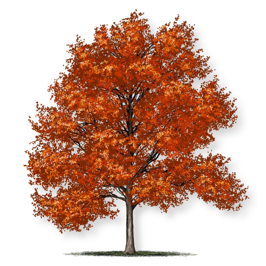 A tree with vibrant orange autumn leaves.