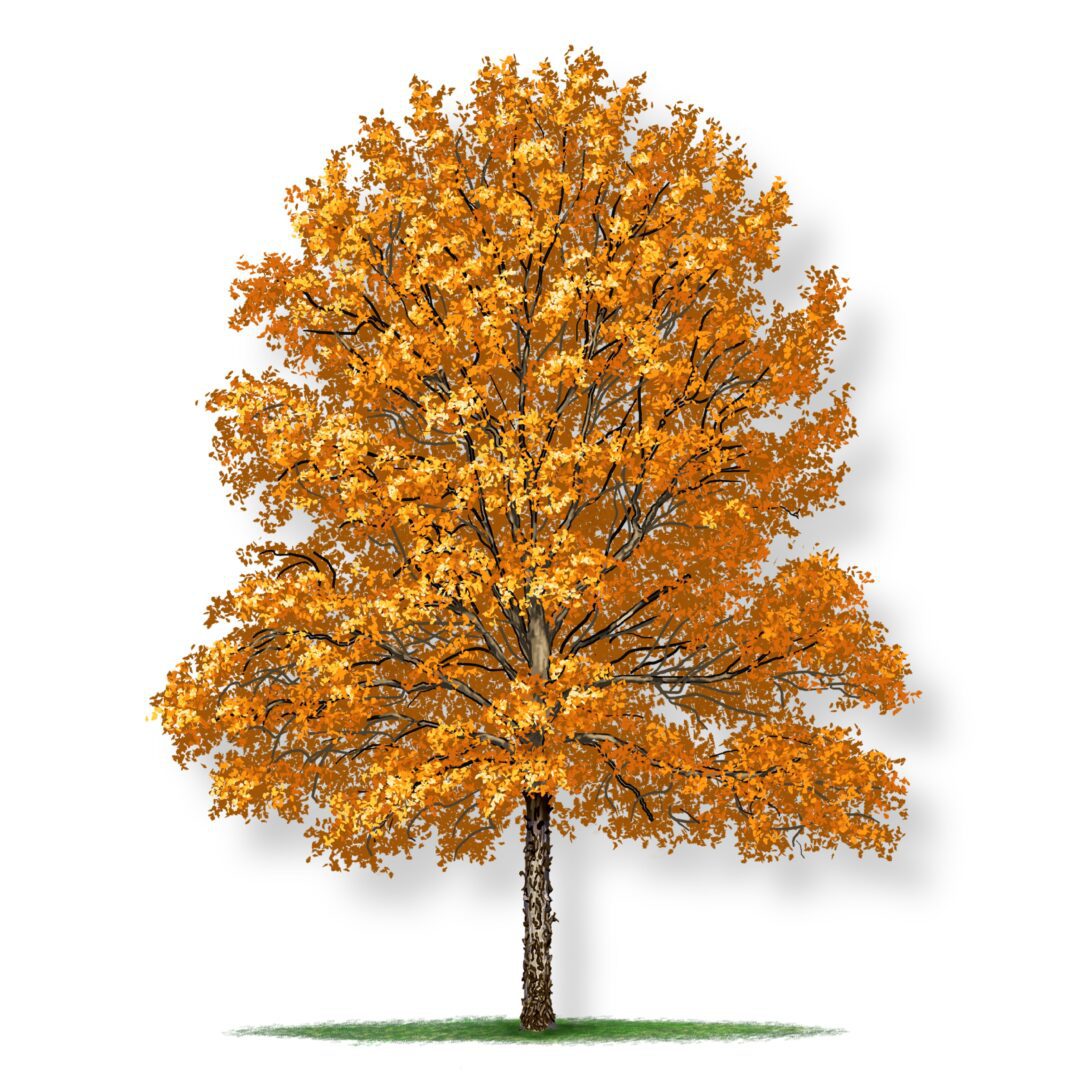 A tree with bright orange autumn leaves against a white background.