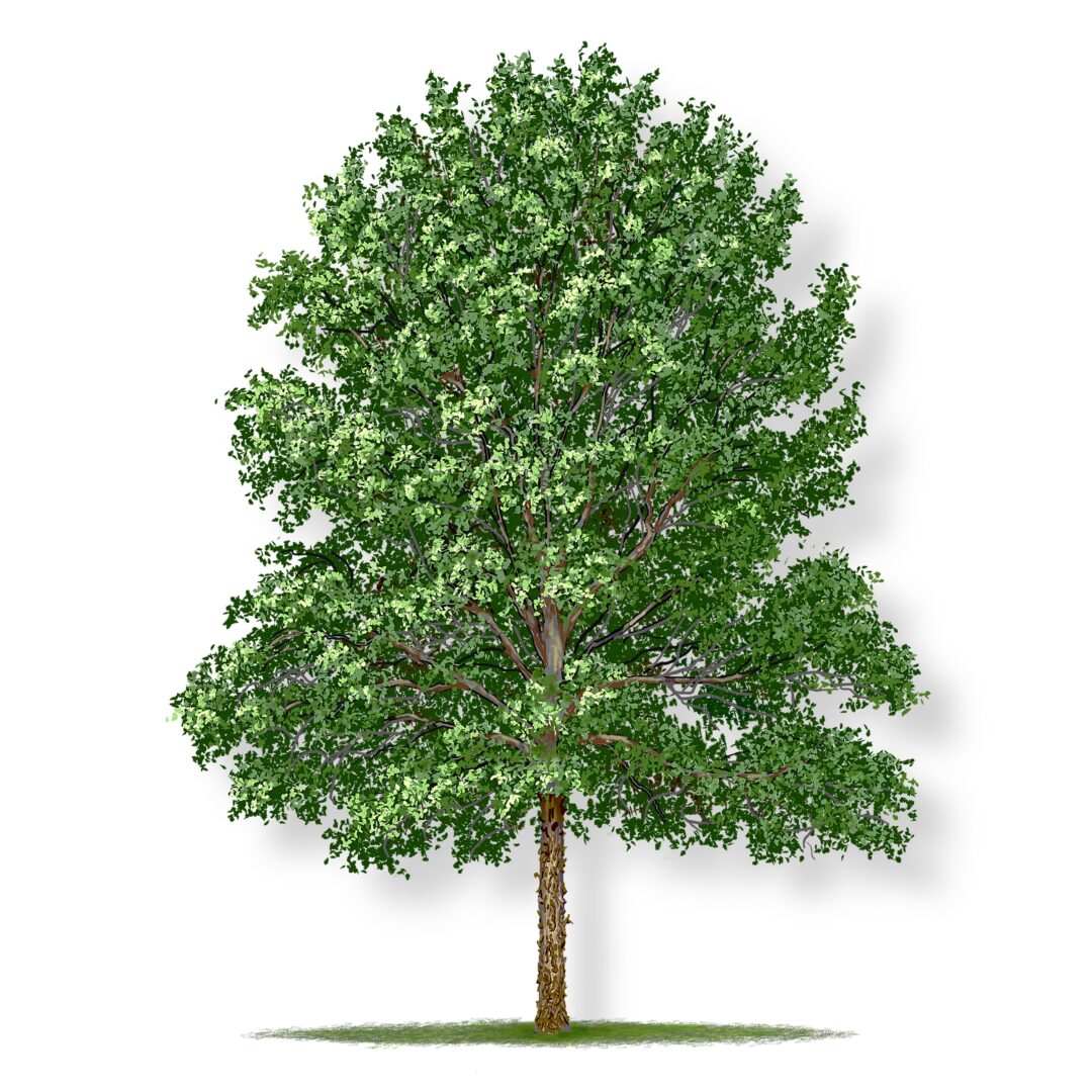 A lush green tree with a full canopy and sturdy trunk.