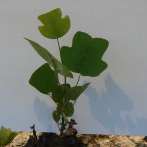 Green plant with distinctive leaves against a plain background.