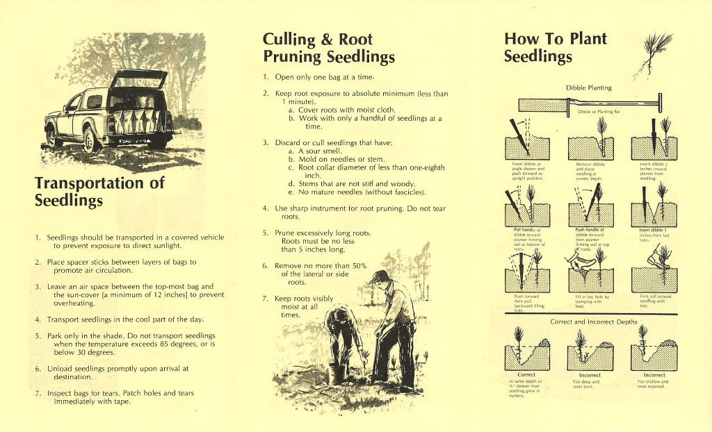 Seedling care instructions for transportion, culling and pruning, and planting