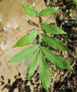 Juglandaceae Carya aquatica