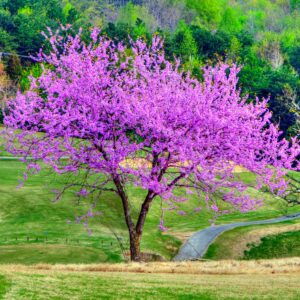 A vibrant purple-flowered tree in a green landscape.