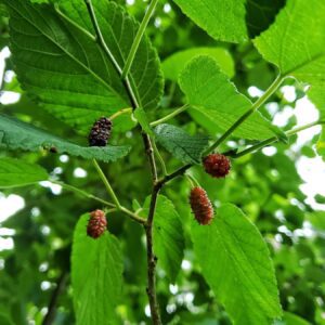 Close-up of ripening mulberries on a leafy branch.