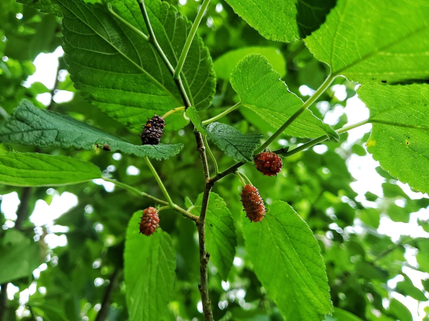 Close-up of ripening mulberries on a leafy branch.