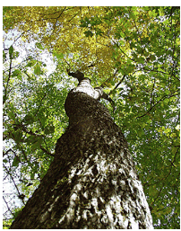 Bitternut Hickory
