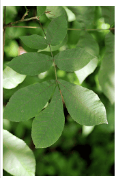 Bitternut Hickory - Image 3