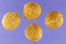 Bitternut Hickory - Image 2