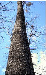 Oak Cherrybark