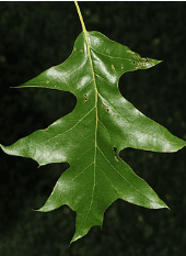 Oak Cherrybark - Image 3