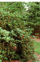 Ninebark