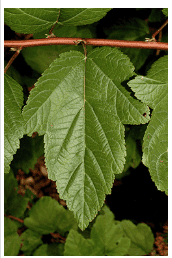 Ninebark - Image 3