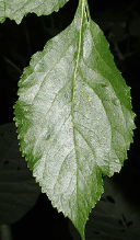 Beautyberry - Image 4