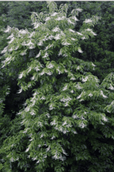 Sourwood