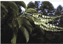 Sourwood - Image 2