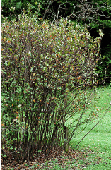Black Chokeberry