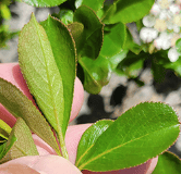 Black Chokeberry - Image 4