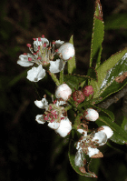 Black Chokeberry - Image 3