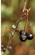 Black Chokeberry - Image 2