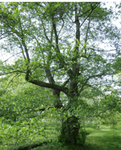 Smooth Alder