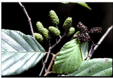 Smooth Alder - Image 3