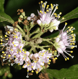 Beautyberry - Image 3