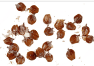 Smooth Alder - Image 2
