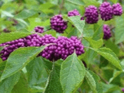 Beautyberry - Image 2