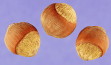 Hazelnut American - Image 2